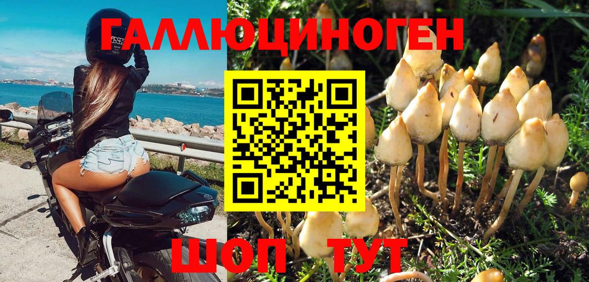 Псилоцибиновые грибы Psilocybine cubensis Октябрьский